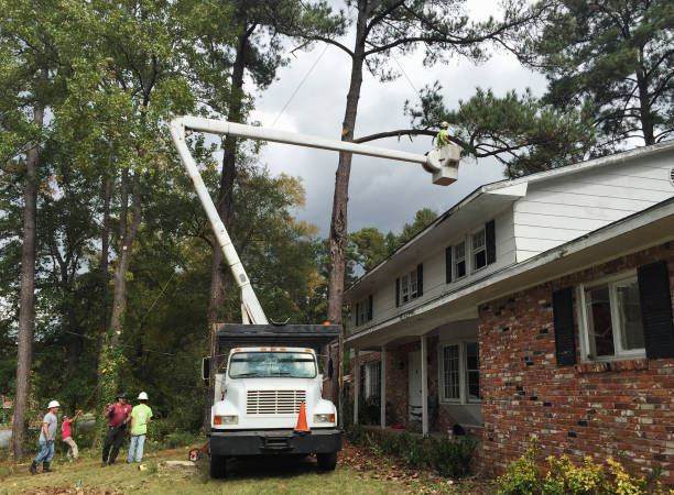 Best Arborist Consultation Services  in Scotia, NY