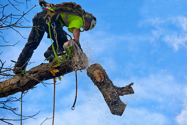 Tree and Shrub Care in Scotia, NY